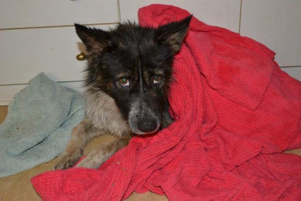 Ο σκύλος βρέθηκε σοβαρά τραυματισμένος στα Καλύβια Αττικής